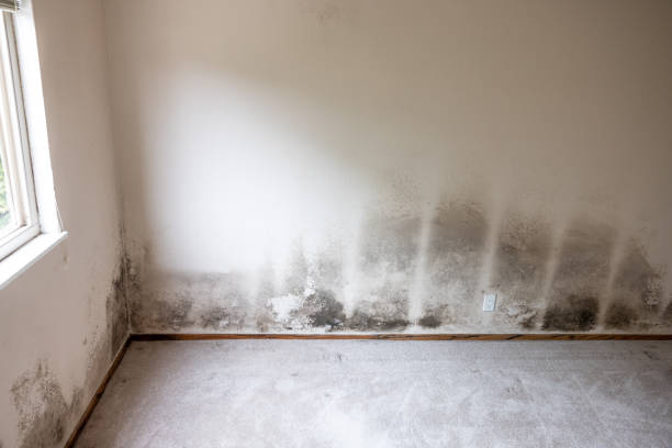 Forensic Mold Investigation in Belton, SC